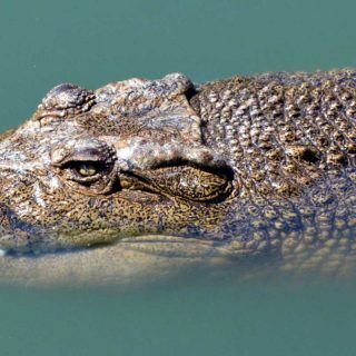 crocodiles-hero